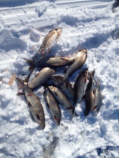fish on ice